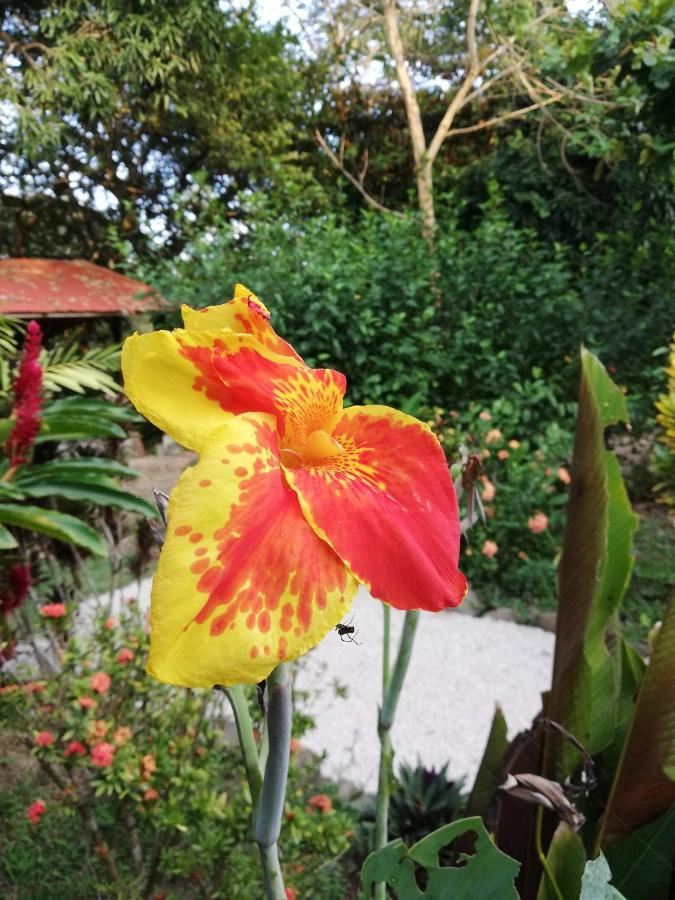 Cabuya  Mundo Goub'Art Bed & Breakfast エクステリア 写真