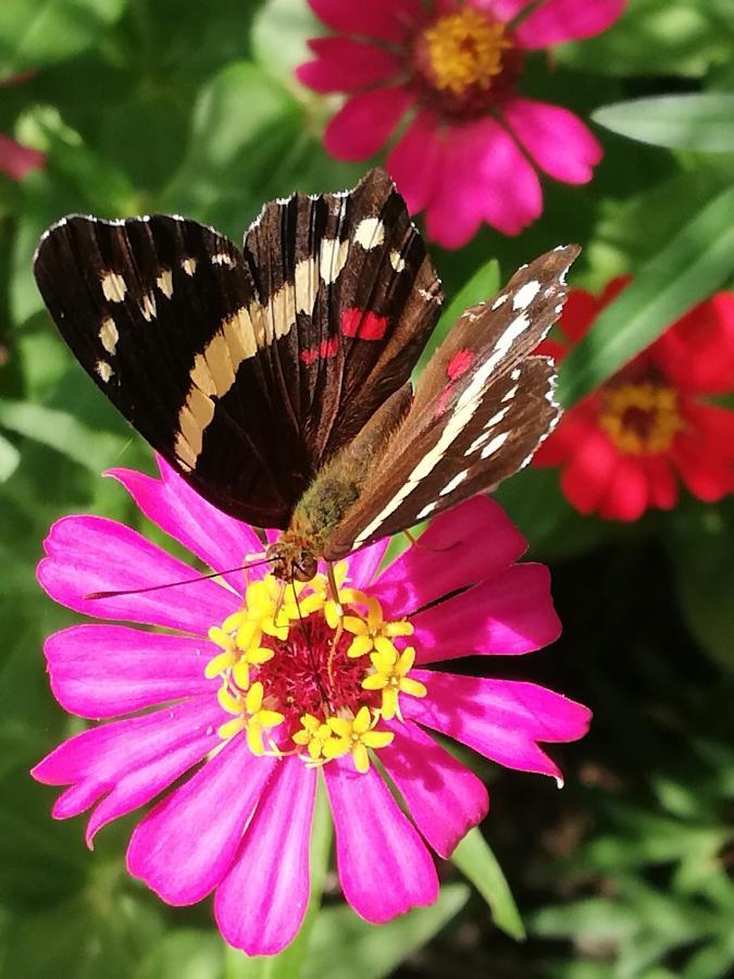 Cabuya  Mundo Goub'Art Bed & Breakfast エクステリア 写真